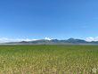  downey,  ID 83234